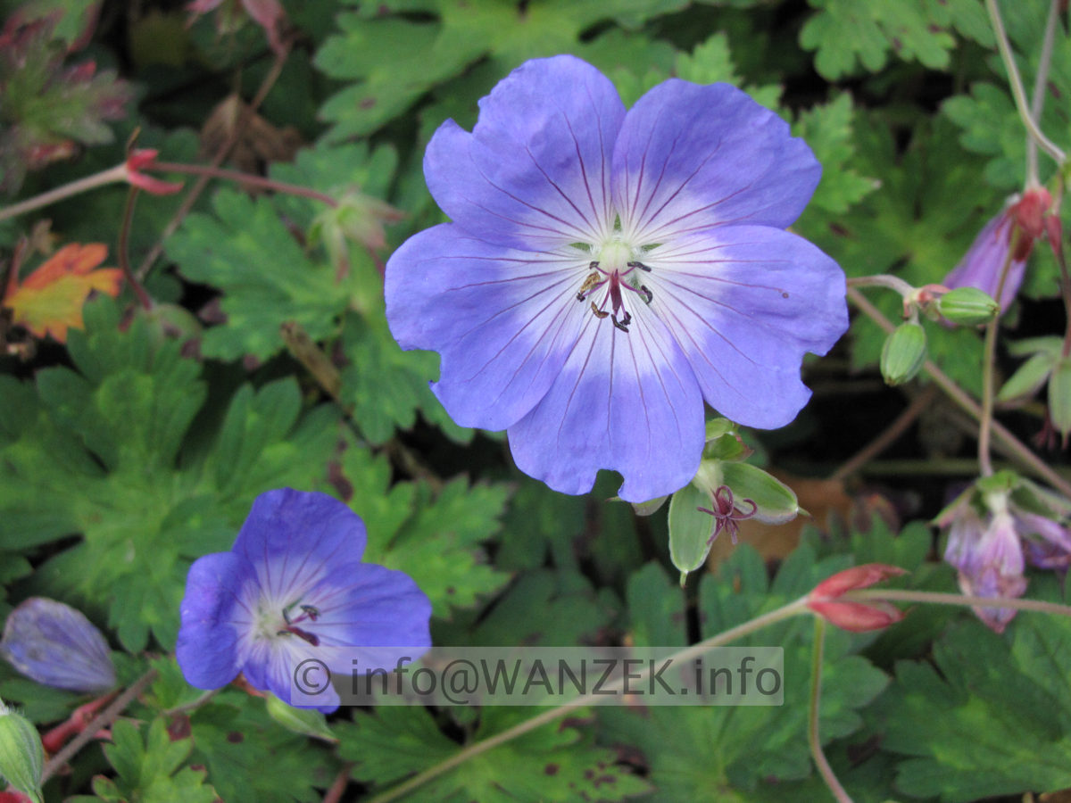 Geranium Hybride Rozanne (=Jolly Bee) - Macro.JPG